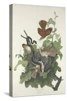 Ferruginous Thrush, 1831-John James Audubon-Stretched Canvas