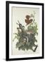 Ferruginous Thrush, 1831-John James Audubon-Framed Giclee Print