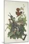 Ferruginous Thrush, 1831-John James Audubon-Mounted Giclee Print