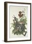 Ferruginous Thrush, 1831-John James Audubon-Framed Premium Giclee Print