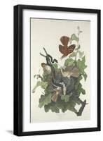 Ferruginous Thrush, 1831-John James Audubon-Framed Premium Giclee Print