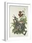 Ferruginous Thrush, 1831-John James Audubon-Framed Premium Giclee Print