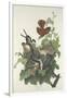 Ferruginous Thrush, 1831-John James Audubon-Framed Giclee Print