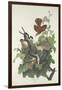 Ferruginous Thrush, 1831-John James Audubon-Framed Giclee Print