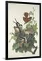 Ferruginous Thrush, 1831-John James Audubon-Framed Giclee Print