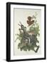 Ferruginous Thrush, 1831-John James Audubon-Framed Giclee Print