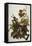 Ferruginous Thrush. Brown Thrasher (Toxostoma Rufum), Plate Cxvi, from 'The Birds of America'-John James Audubon-Framed Stretched Canvas