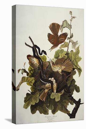 Ferruginous Thrush. Brown Thrasher (Toxostoma Rufum), Plate Cxvi, from 'The Birds of America'-John James Audubon-Stretched Canvas