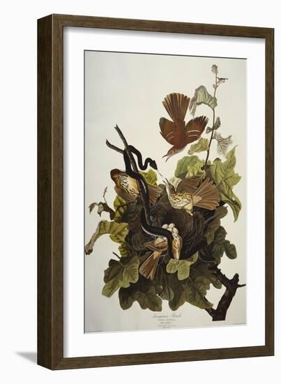 Ferruginous Thrush. Brown Thrasher (Toxostoma Rufum), Plate Cxvi, from 'The Birds of America'-John James Audubon-Framed Giclee Print