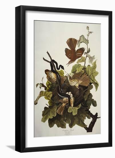 Ferruginous Thrush. Brown Thrasher (Toxostoma Rufum), Plate Cxvi, from 'The Birds of America'-John James Audubon-Framed Giclee Print