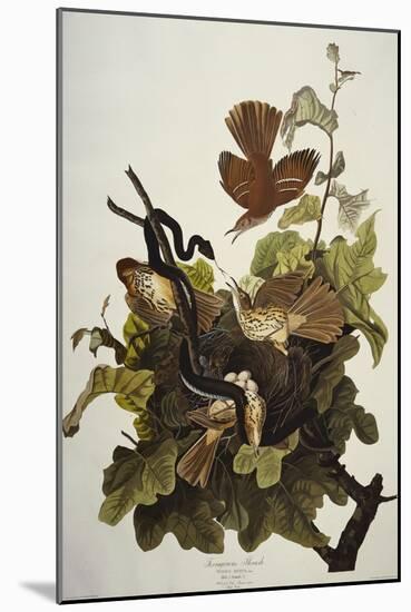 Ferruginous Thrush. Brown Thrasher (Toxostoma Rufum), Plate Cxvi, from 'The Birds of America'-John James Audubon-Mounted Giclee Print