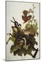 Ferruginous Thrush. Brown Thrasher (Toxostoma Rufum), Plate Cxvi, from 'The Birds of America'-John James Audubon-Mounted Premium Giclee Print