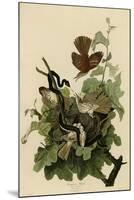 Ferruginous Thrush-null-Mounted Giclee Print