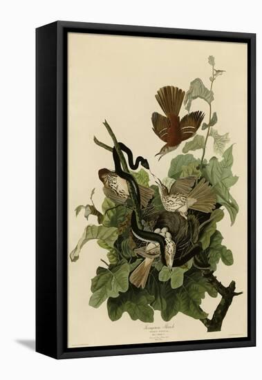 Ferruginous Thrush-null-Framed Stretched Canvas