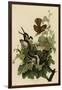 Ferruginous Thrush-null-Framed Giclee Print