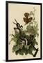 Ferruginous Thrush-null-Framed Giclee Print