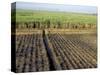 Fertile Fields of Sugar Cane on West Bank, Luxor, Egypt-Cindy Miller Hopkins-Stretched Canvas