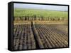 Fertile Fields of Sugar Cane on West Bank, Luxor, Egypt-Cindy Miller Hopkins-Framed Stretched Canvas