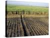 Fertile Fields of Sugar Cane on West Bank, Luxor, Egypt-Cindy Miller Hopkins-Stretched Canvas