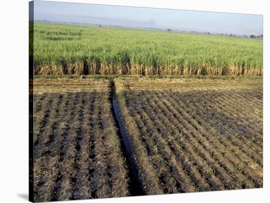 Fertile Fields of Sugar Cane on West Bank, Luxor, Egypt-Cindy Miller Hopkins-Stretched Canvas