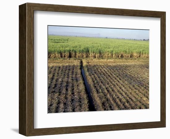 Fertile Fields of Sugar Cane on West Bank, Luxor, Egypt-Cindy Miller Hopkins-Framed Photographic Print