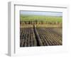 Fertile Fields of Sugar Cane on West Bank, Luxor, Egypt-Cindy Miller Hopkins-Framed Photographic Print