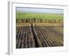 Fertile Fields of Sugar Cane on West Bank, Luxor, Egypt-Cindy Miller Hopkins-Framed Photographic Print