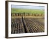 Fertile Fields of Sugar Cane on West Bank, Luxor, Egypt-Cindy Miller Hopkins-Framed Photographic Print