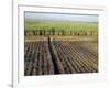 Fertile Fields of Sugar Cane on West Bank, Luxor, Egypt-Cindy Miller Hopkins-Framed Photographic Print