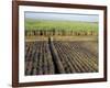 Fertile Fields of Sugar Cane on West Bank, Luxor, Egypt-Cindy Miller Hopkins-Framed Photographic Print