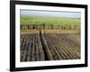 Fertile Fields of Sugar Cane on West Bank, Luxor, Egypt-Cindy Miller Hopkins-Framed Photographic Print
