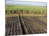 Fertile Fields of Sugar Cane on West Bank, Luxor, Egypt-Cindy Miller Hopkins-Mounted Photographic Print