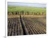 Fertile Fields of Sugar Cane on West Bank, Luxor, Egypt-Cindy Miller Hopkins-Framed Photographic Print