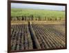 Fertile Fields of Sugar Cane on West Bank, Luxor, Egypt-Cindy Miller Hopkins-Framed Photographic Print