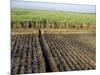 Fertile Fields of Sugar Cane on West Bank, Luxor, Egypt-Cindy Miller Hopkins-Mounted Photographic Print