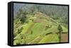 Fertile Hills in Central Java Covered with Tiny Smallholdings Growing Vegetables-Annie Owen-Framed Stretched Canvas