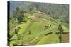 Fertile Hills in Central Java Covered with Tiny Smallholdings Growing Vegetables-Annie Owen-Stretched Canvas