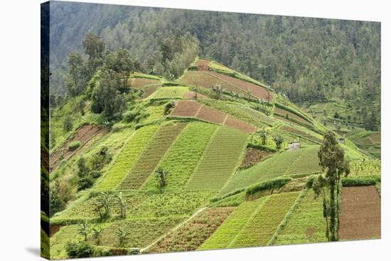 Fertile Hills in Central Java Covered with Tiny Smallholdings Growing Vegetables-Annie Owen-Stretched Canvas