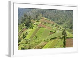 Fertile Hills in Central Java Covered with Tiny Smallholdings Growing Vegetables-Annie Owen-Framed Photographic Print