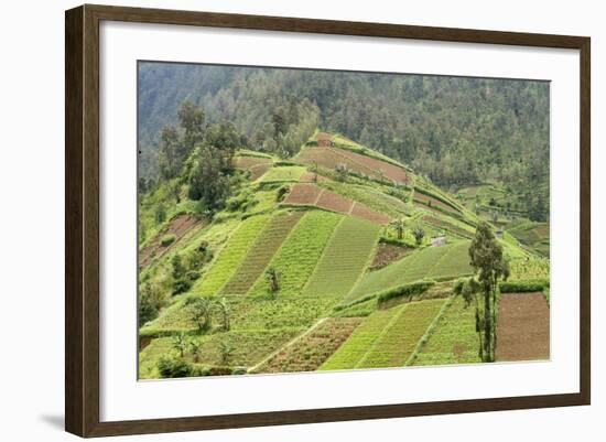 Fertile Hills in Central Java Covered with Tiny Smallholdings Growing Vegetables-Annie Owen-Framed Photographic Print