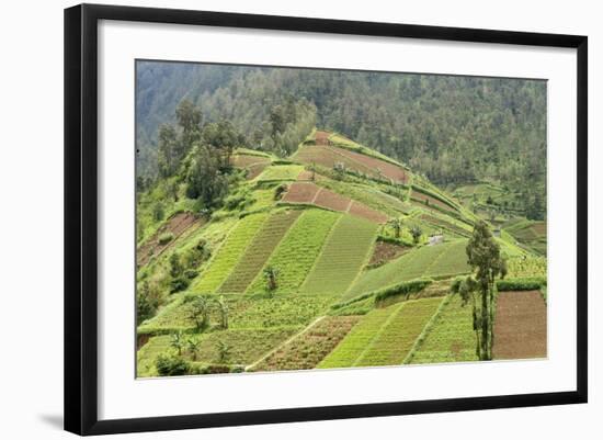 Fertile Hills in Central Java Covered with Tiny Smallholdings Growing Vegetables-Annie Owen-Framed Photographic Print