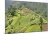 Fertile Hills in Central Java Covered with Tiny Smallholdings Growing Vegetables-Annie Owen-Mounted Photographic Print