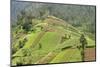 Fertile Hills in Central Java Covered with Tiny Smallholdings Growing Vegetables-Annie Owen-Mounted Photographic Print