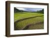 Fertile Paddy Rice Field in the Slope of Mt Liman-Fadil Aziz/Alcibbum Photography-Framed Photographic Print