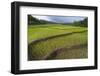 Fertile Paddy Rice Field in the Slope of Mt Liman-Fadil Aziz/Alcibbum Photography-Framed Photographic Print