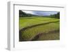 Fertile Paddy Rice Field in the Slope of Mt Liman-Fadil Aziz/Alcibbum Photography-Framed Photographic Print