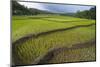 Fertile Paddy Rice Field in the Slope of Mt Liman-Fadil Aziz/Alcibbum Photography-Mounted Photographic Print