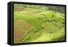 Fertile Smallholdings of Vegetables Covering the Sloping Hills in Central Java-Annie Owen-Framed Stretched Canvas