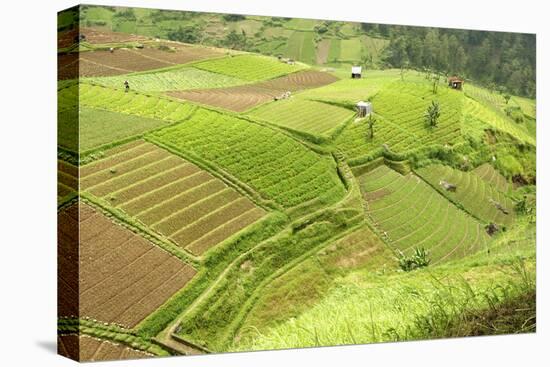 Fertile Smallholdings of Vegetables Covering the Sloping Hills in Central Java-Annie Owen-Stretched Canvas