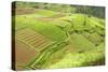 Fertile Smallholdings of Vegetables Covering the Sloping Hills in Central Java-Annie Owen-Stretched Canvas